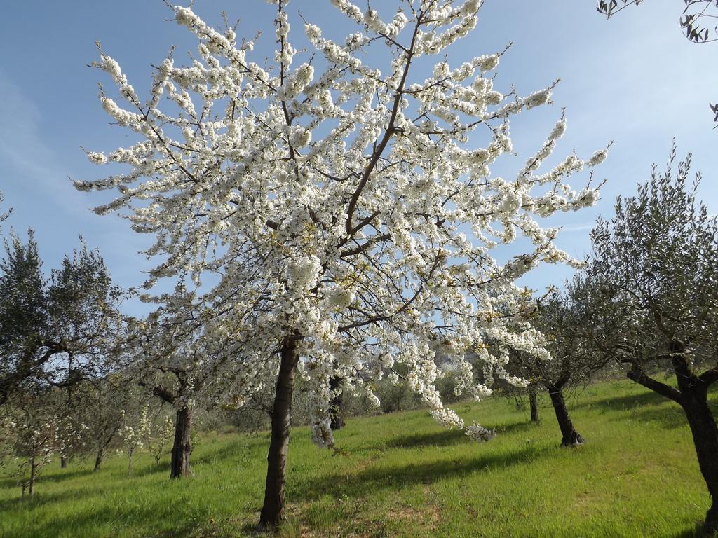 B&B Il Pizzagiallo Massa Martana Exteriér fotografie